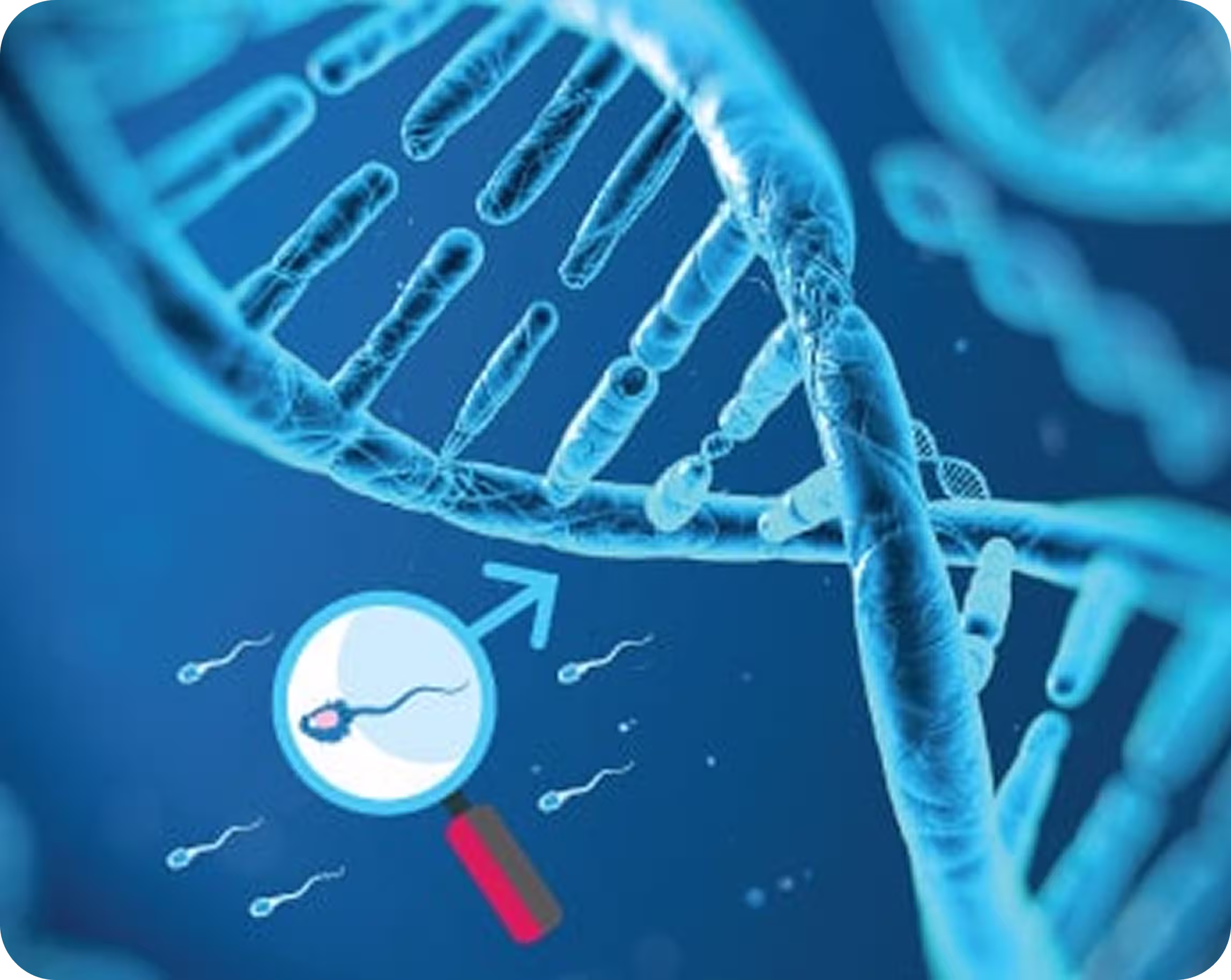 Sperm DNA Fragmentation Index